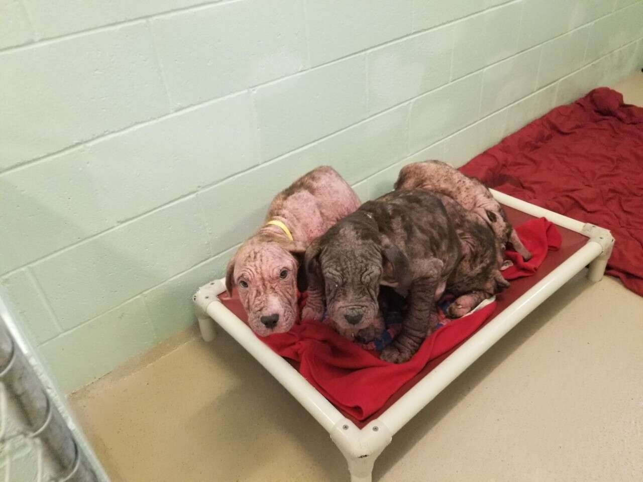 bald puppies