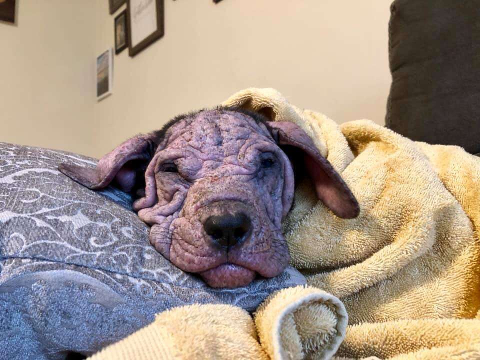 bald puppies