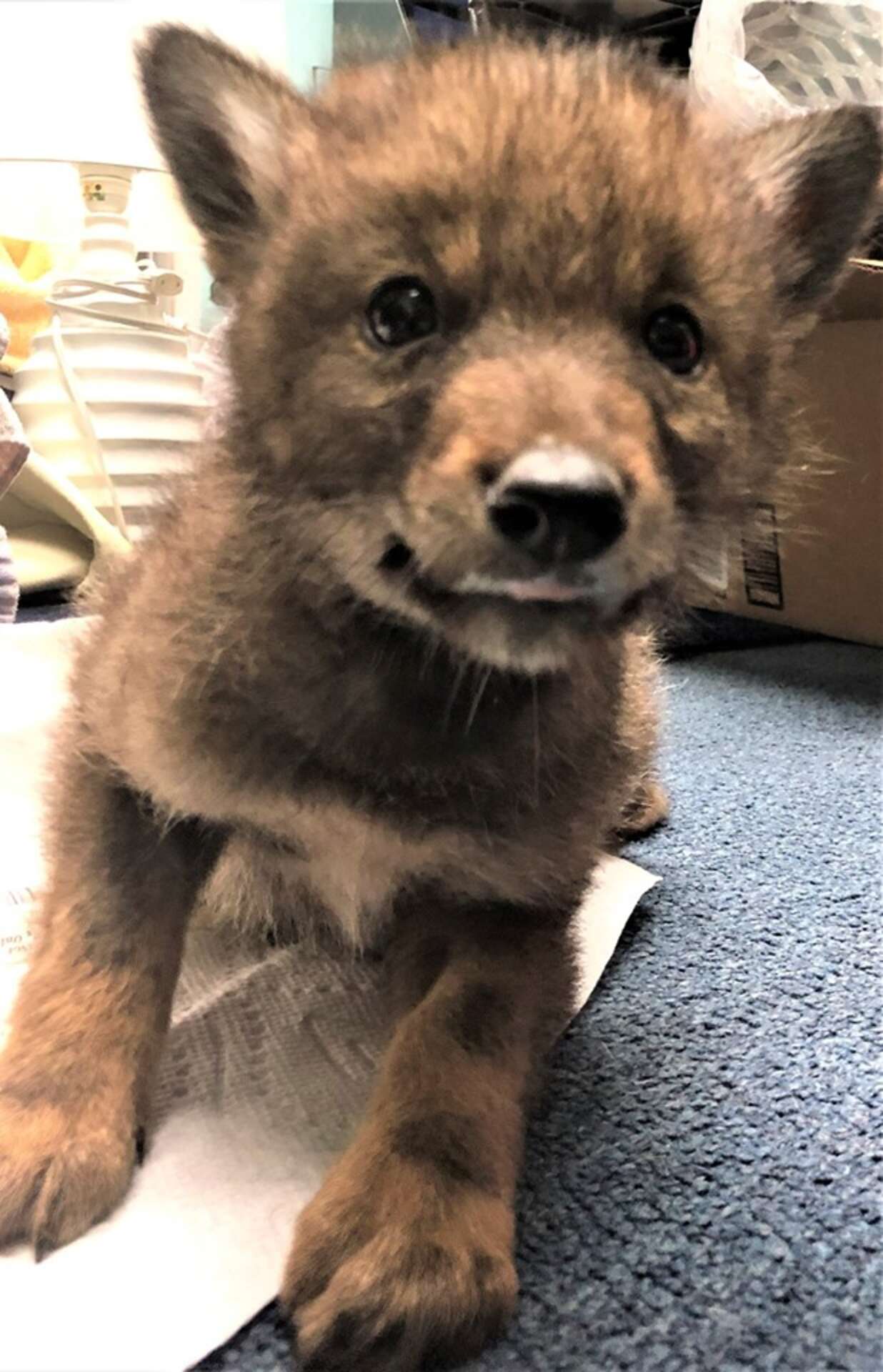 Kind Cop Goes Above And Beyond To Help A Lonely Little Coyote Pupc ...