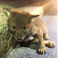 Kind Cop Goes Above And Beyond For A Lonely Little Coyote Pup