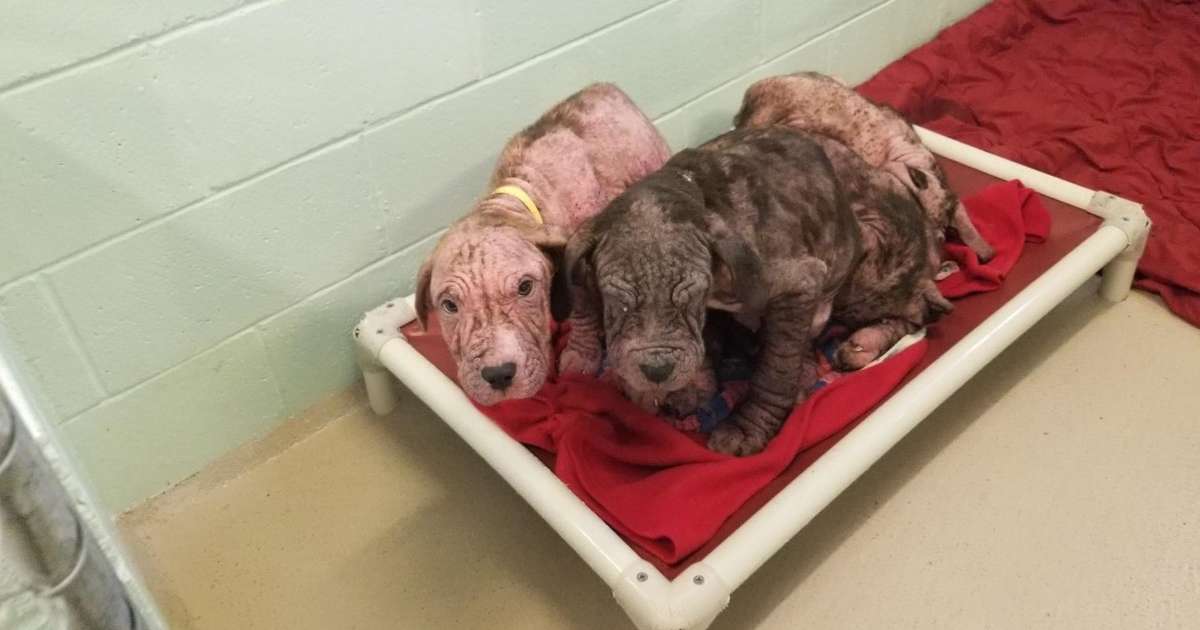 5 Bald Puppies Found Abandoned In New Jersey The Dodo