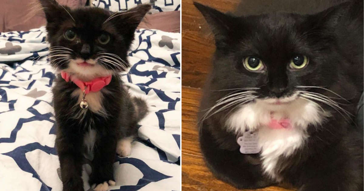 Kitten Flashes The Sweetest Smile When She Gets Adopted ...