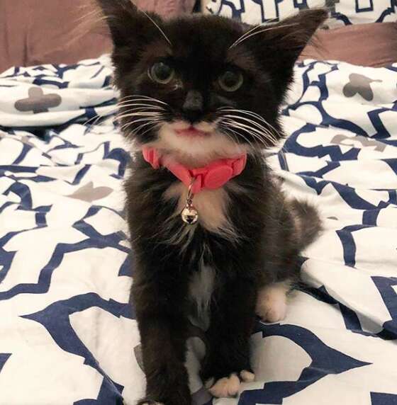 Tulip the smiling rescue kitten when she was first adopted