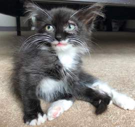 Tulip the smiley rescue cat
