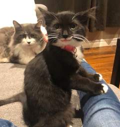 Tulip and her brother Pinecone