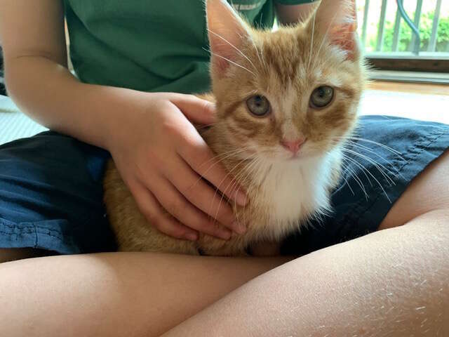 kitten tied up with shoelaces