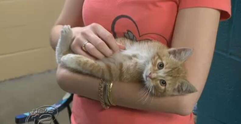 kitten tied with shoelaces