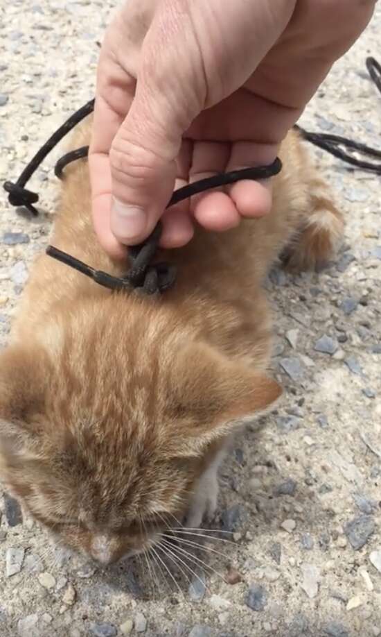 kitten tied up with shoelaces