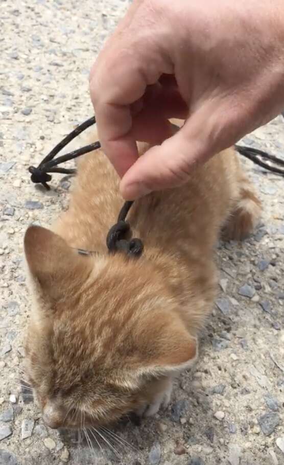 kitten tied up with shoelaces