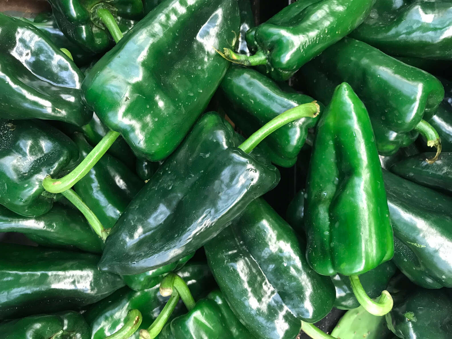 Fezielke/Shutterstock. poblano peppers. 