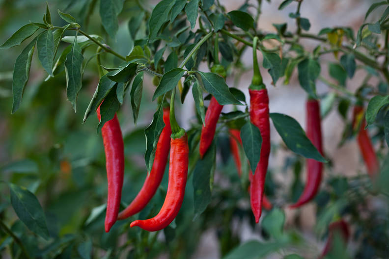 Types Of Peppers Explained Heat Levels Of Different Chili Peppers Thrillist