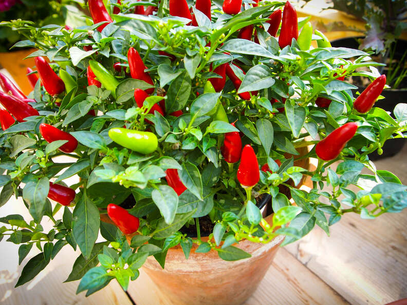 Types of Peppers, Explained: Heat Levels of Different Chili