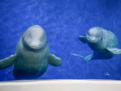 beluga whales