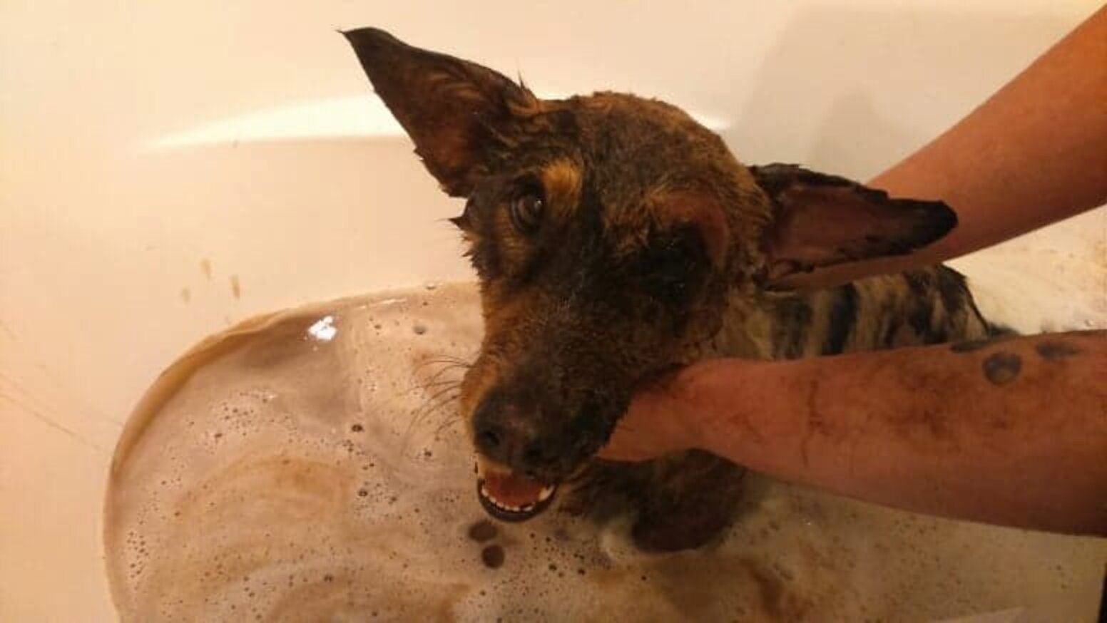 Dog Trapped In Tar Is So Lucky To Have Been Found In Time The Dodo