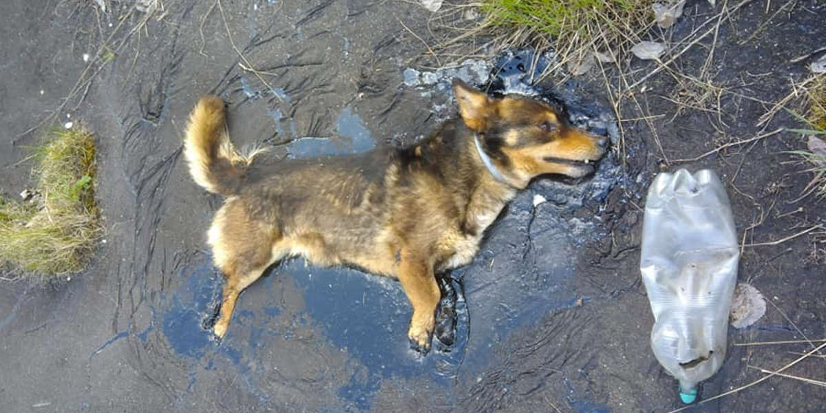 Dog Trapped In Tar Is So Lucky To Have Been Found In Time The Dodo