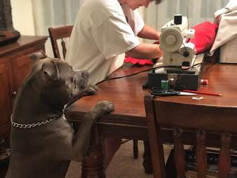 Dog's favorite pillow gets mended