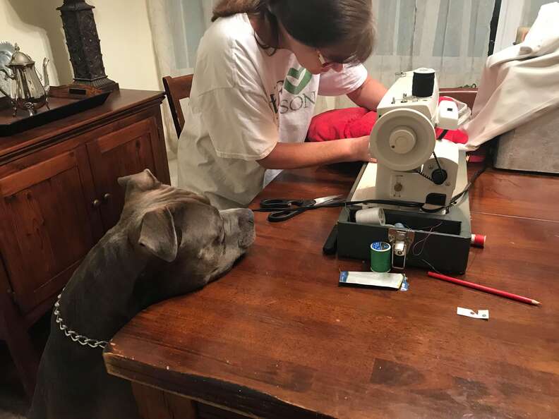 Pit bull dog anxiously awaits his pillow's repair