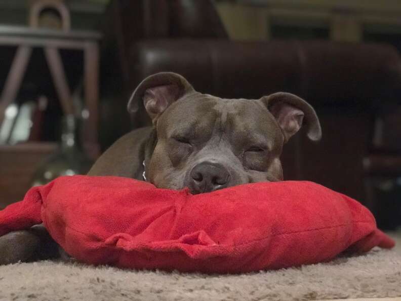 Pit bull sleeps with his heart pillow every night