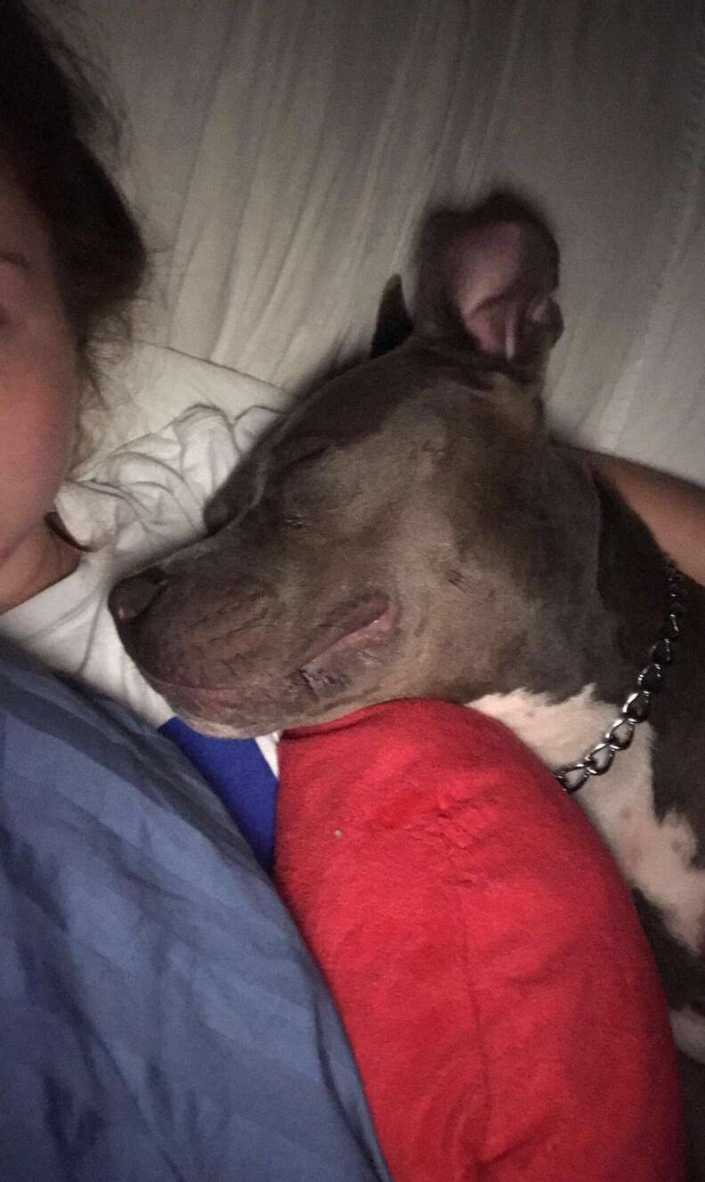 Draco the dog snuggles his heart pillow