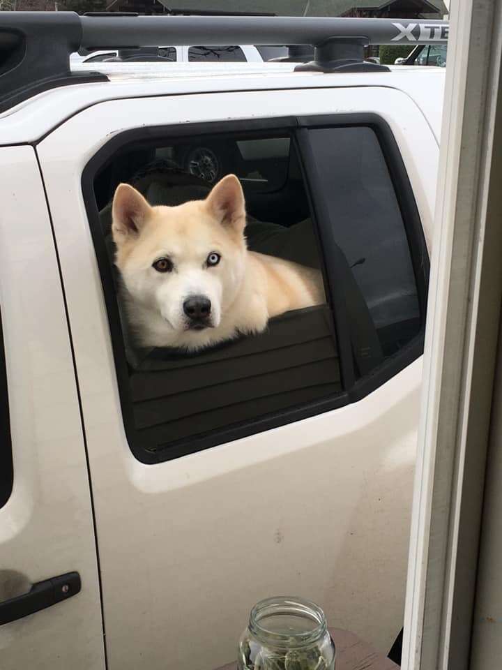 drive-through dog