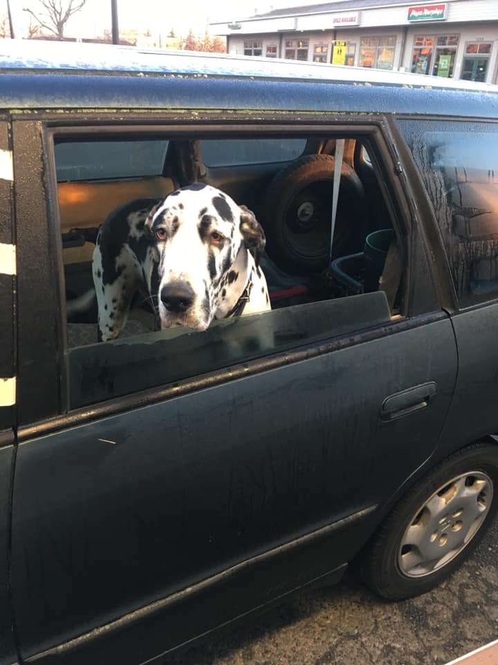 drive-through dogs