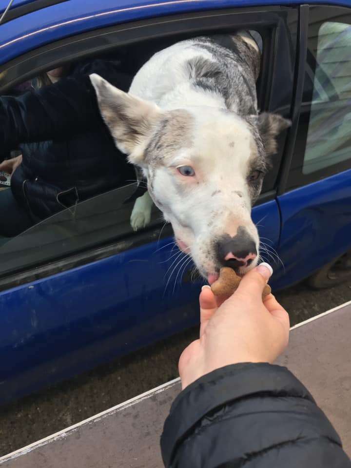 drive-through dogs