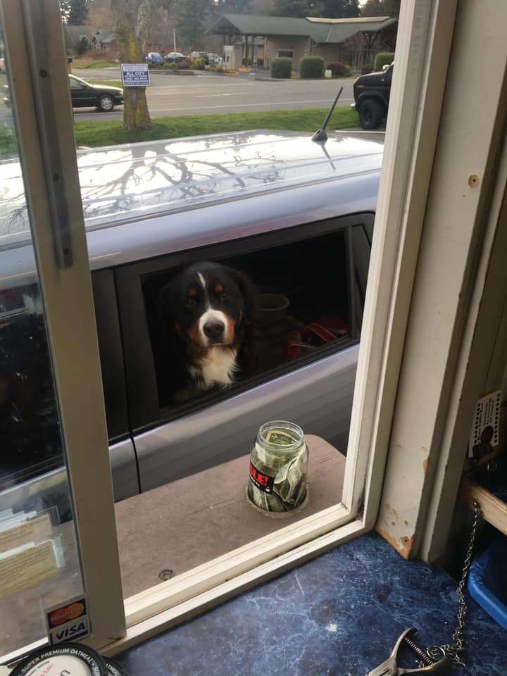 drive-through dogs