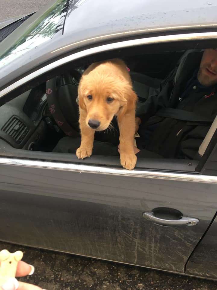 drive-through dogs