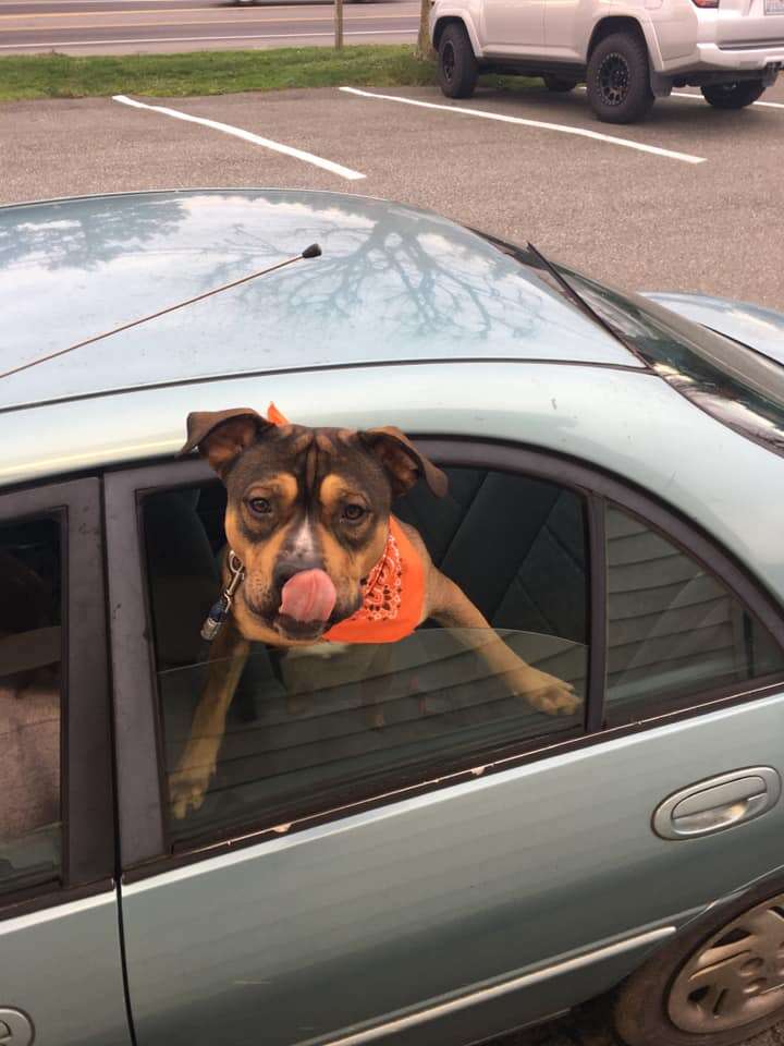 drive-through dogs
