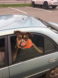 drive-through dogs