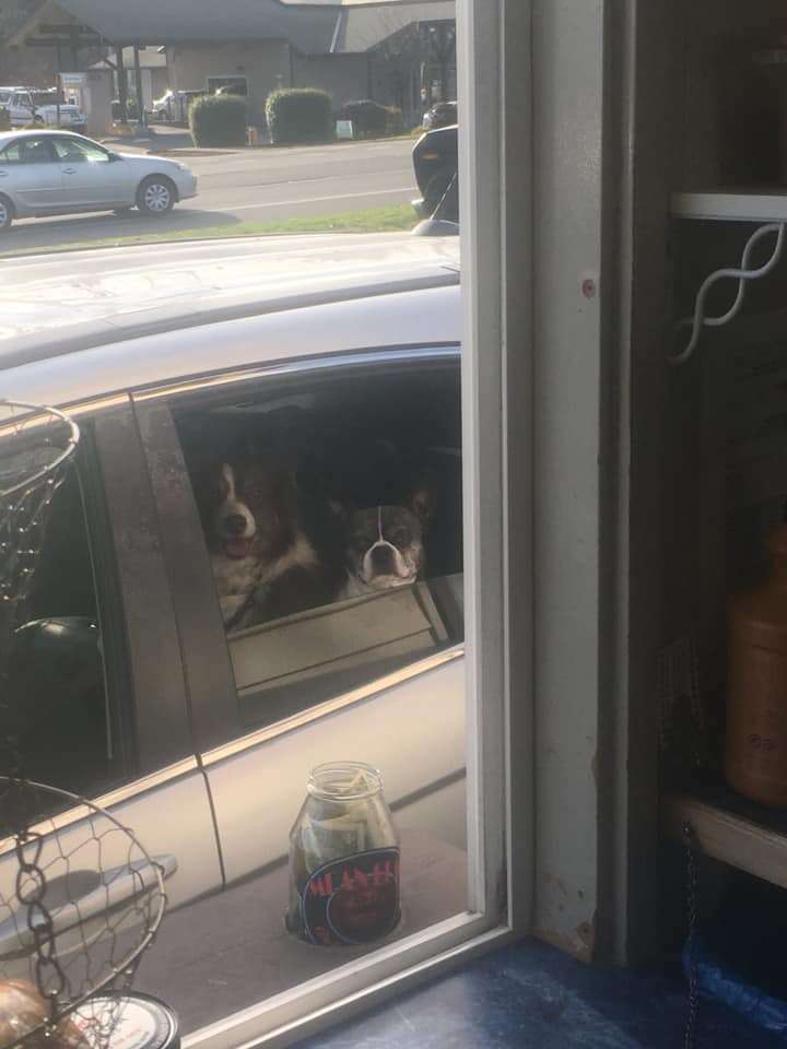 drive-through dogs