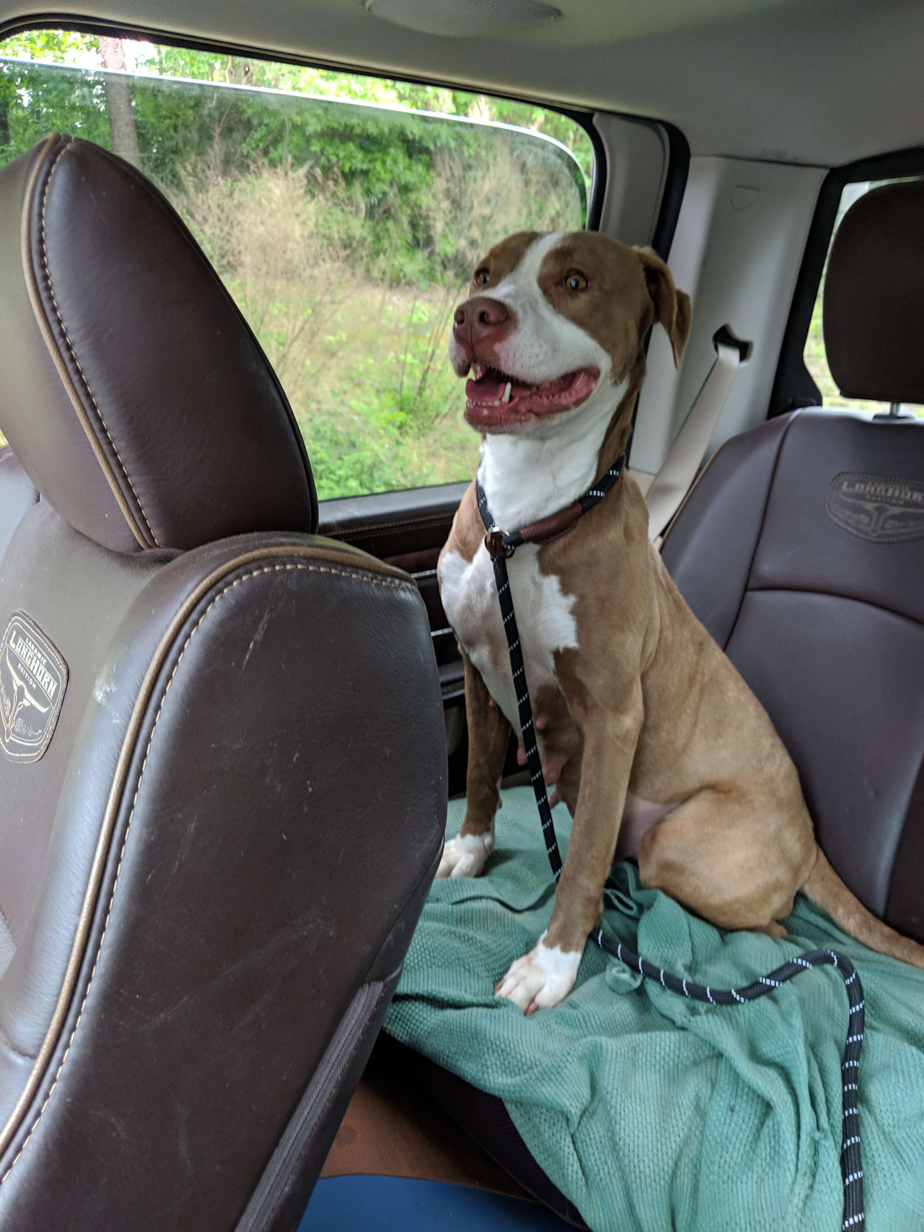 Foster pit bull on freedom ride out of shelter
