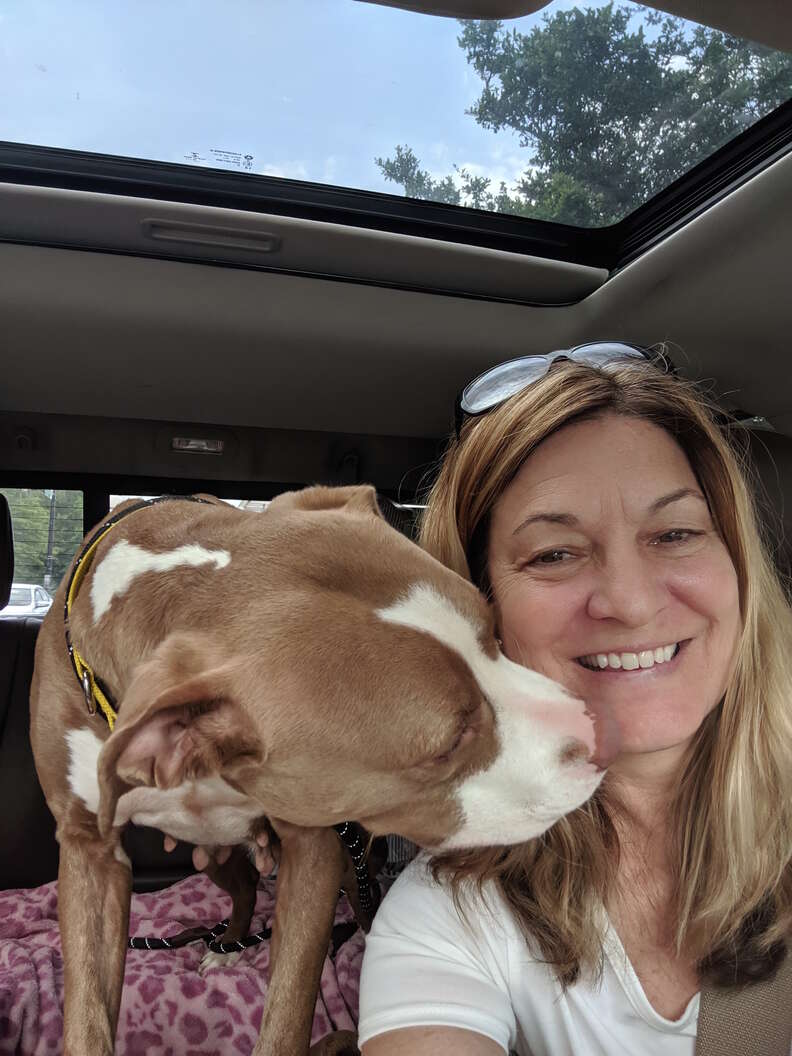 Shelter pit bull's freedom ride to foster care
