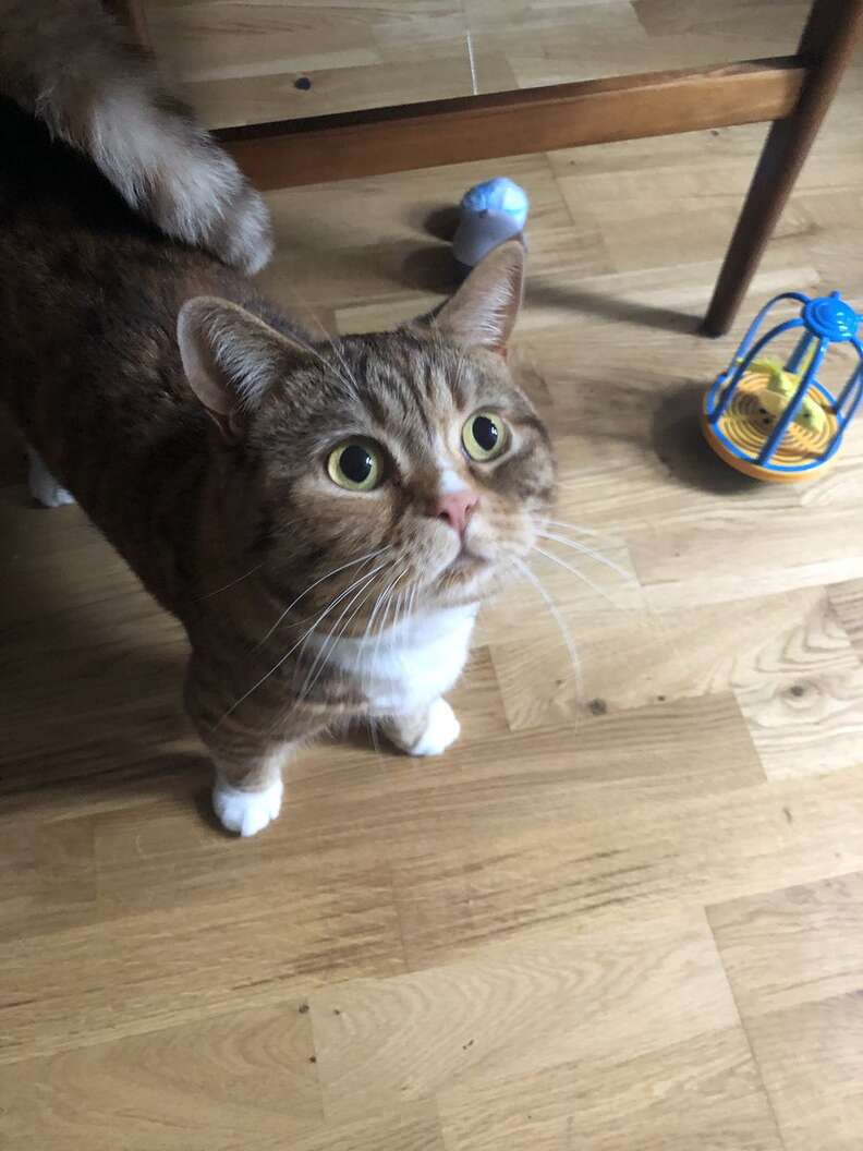 Cat who received fan mail in England