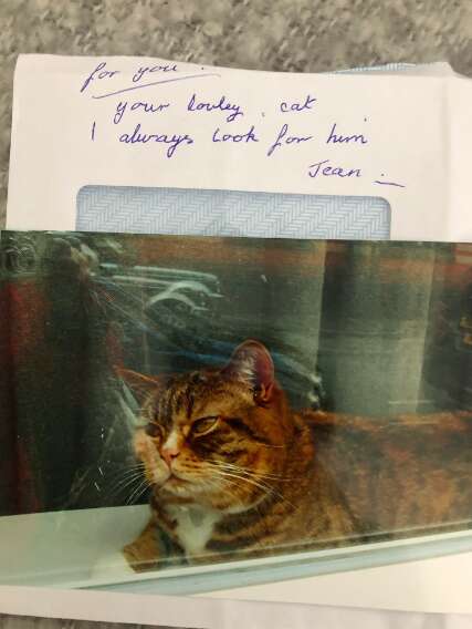 Cat who received fan mail in England