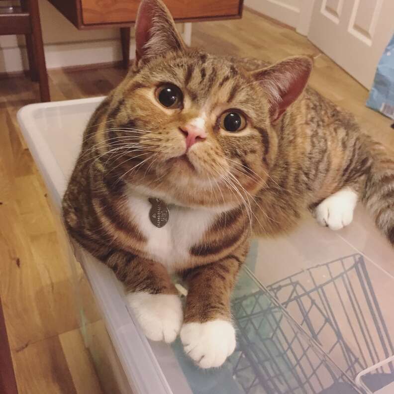 Cat who got fan mail in England