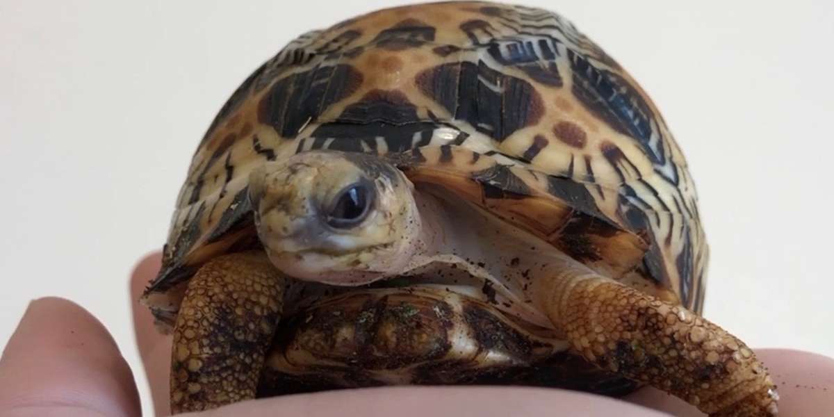 Tortoise Is Basically A Puppy - Videos - The Dodo