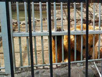 Bears trapped in corner of restaurant parking lot