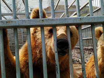 Bears trapped in corner of restaurant parking lot