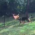 Rescue dog playing tag with wild deer in Florida man's backyard