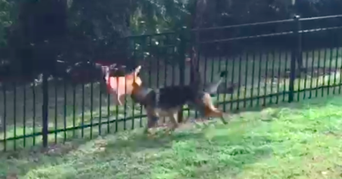 How to stop german shepherd from jumping over outlet fence