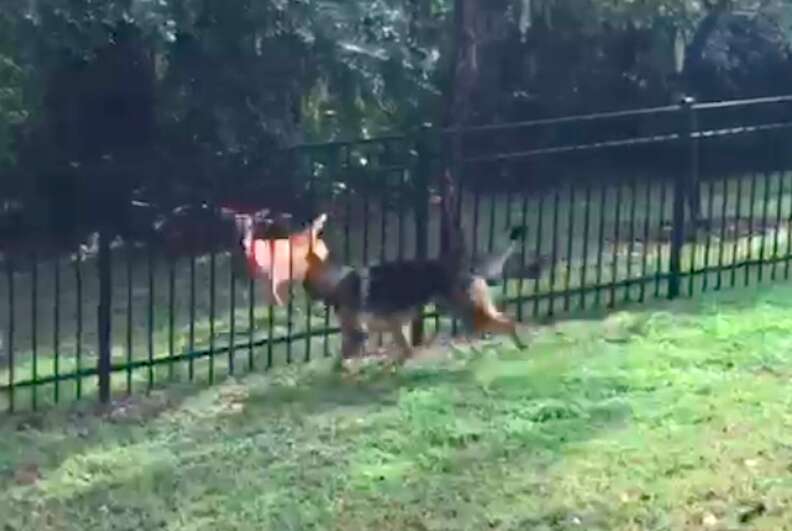 Rescue dog playing tag with wild deer in Florida man's backyard