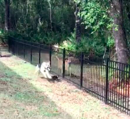 Rescue dog playing tag with wild deer in Florida man's backyard