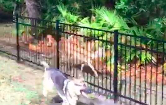 Rescue dog playing tag with wild deer in Florida man's backyard