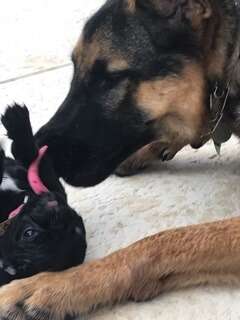 Rescue German shepherd playing with pug puppy