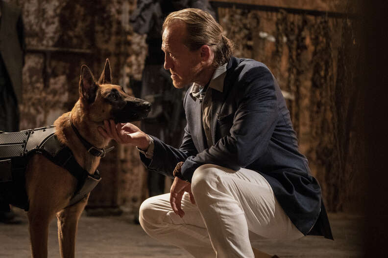 does john wicks dog die in john wick 2