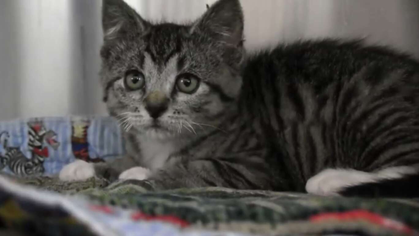 Garbage Collector Finds Kitten Covered In Foam - The Dodo