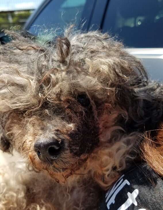 Severely matted dog dumped at shelter