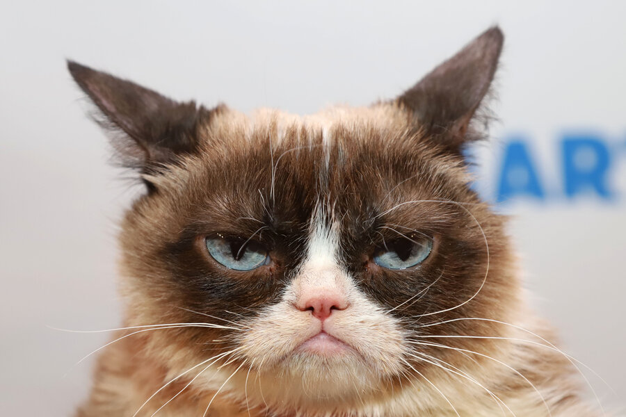 How Grumpy Cat went from feline obscurity to internet sensation