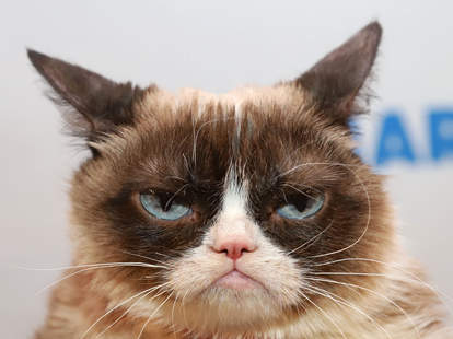 Grumpy Cat Dead At Age 7 Twitter Reacts With Moving Tributes